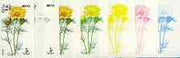 Dhufar 1977 Garden Flowers 3B (Adonis) set of 7 imperf progressive colour proofs comprising the 4 individual colours plus 2, 3 and all 4-colour composites unmounted mint