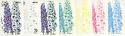 Dhufar 1977 Garden Flowers 20B (Delphinium) set of 7 imperf progressive colour proofs comprising the 4 individual colours plus 2, 3 and all 4-colour composites unmounted mint
