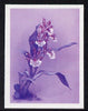 Guyana 1985-89 Orchids Series 2 plate 73 (Sanders' Reichenbachia) unmounted mint imperf progressive proof in blue & red only