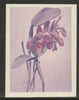 Guyana 1985-89 Orchids Series 2 plate 36 (Sanders' Reichenbachia) unmounted mint imperf progressive proof in blue & red only