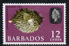 Barbados 1966-69 Porcupine Fish (Balloon Fish) 12c def (wmk sideways) unmounted mint SG 349