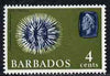 Barbados 1965 Sea Urchin 4c def (wmk upright) unmounted mint SG 325