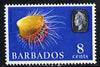 Barbados 1965 Rough File Shell 8c def (wmk upright) unmounted mint SG 328