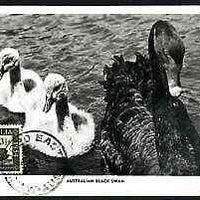 Australia 1954 Western Australia Stamp Centenary used on picture postcard (showing Black Swans) with 24 No 53 cancel