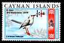 Cayman Islands 1969 Grand Cayman Thrush 1/4c on 1/4d from decimal opt def set unmounted mint, SG 238*