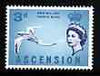 Ascension 1963 Tropic Bird 3d (from bird def set) unmounted mint, SG 73