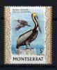 Montserrat 1970-74 Brown Pelican 5c on glazed paper unmounted mint, SG 246b