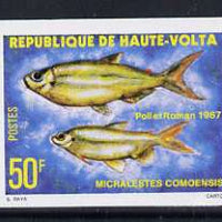 Upper Volta 1979 Freshwater Fish 50f Como tetra unmounted mint imperf single, as SG 521
