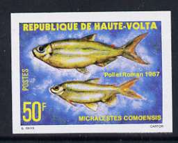 Upper Volta 1979 Freshwater Fish 50f Como tetra unmounted mint imperf single, as SG 521