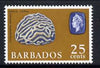 Barbados 1966-69 Brain Coral 25c (wmk sideways) unmounted mint, SG 351