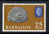 Barbados 1965 Brain Coral 25c (wmk upright) unmounted mint, SG 331