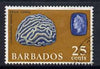 Barbados 1965 Brain Coral 25c (wmk upright) fine used, SG 331