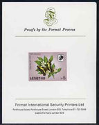 Lesotho 1984 Butterflies Christmas Butterfly 5m (top value) imperf proof mounted on Format International proof card as SG 578