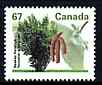 Canada 1991-96 Beaked Hazelnut 67c (from Fruit & Nut Trees def set) unmounted mint SG 1472