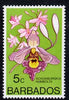 Barbados 1975-79 Schomburgkia humboltii 5c Orchid unmounted mint SG 514