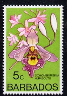 Barbados 1975-79 Schomburgkia humboltii 5c Orchid unmounted mint SG 514