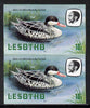 Lesotho 1981 Red Billed Teal 10s def in unmounted mint imperf pair* (SG 443)