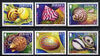 Jersey 2006 Marine Life #6 - Shells perf set of 6 values unmounted mint SG 1264-69