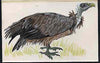 Nagaland 1969 Griffin Vulture - original hand-painted artwork as considered for 1969 Wildlife set but ultimately rejected, on board 180 mm x 110 mm.