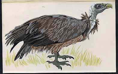 Nagaland 1969 Griffin Vulture - original hand-painted artwork as considered for 1969 Wildlife set but ultimately rejected, on board 180 mm x 110 mm.