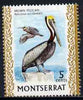 Montserrat 1970-74 Brown Pelican 5c on chalky paper unmounted mint, SG 246