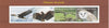 Congo 2017 Birds of Prey #1 perf sheetlet containing 4 values unmounted mint. Note this item is privately produced and is offered purely on its thematic appeal