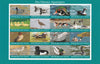 Congo 2017 Water Birds imperf sheetlet containing 16 values unmounted mint Note this item is privately produced and is offered purely on its thematic appeal, it has no postal validity