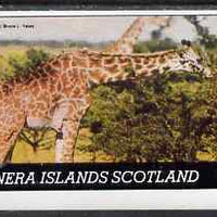 Bernera 1981 Giraffes imperf souvenir sheet (£1 value) unmounted mint