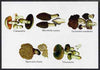 Turkmenistan 1999 Fungi postal stationery card No.2 from a series of 4, unused and pristine