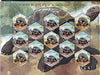 India 2008 Aldabra Giant Tortoise hexagonal shaped, sheetlet containing 8 x 5r values plus 5 x 15r values unmounted mint