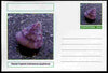 Chartonia (Fantasy) Shells - Painted Topshell (Calliostoma zizyphinum) postal stationery card unused and fine