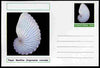 Chartonia (Fantasy) Shells - Paper Nautilus (Argonauta cornuta) postal stationery card unused and fine