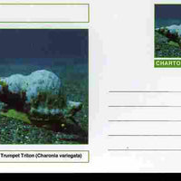 Chartonia (Fantasy) Shells - Atlantic Trumpet Triton (Charonia variegata) postal stationery card unused and fine