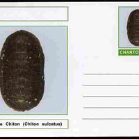 Chartonia (Fantasy) Shells - Sulcate Chiton (Chiton sulcatus) postal stationery card unused and fine