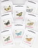 Equatorial Guinea (613) 1977 BUTTERFLIES set of 8 imperf each mounted on Prppf cards, as Michel 1197-1204B