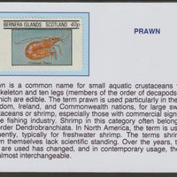 Bernera 1982 Shell Fish - Prawn 40p mounted on glossy card with historical notes - privately produced 150mm x 100mm