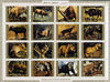 Umm Al Qiwain 1972 Animals #3 sheetlet containing 16 values (Endangered Species) cto used Mi 1530-45