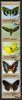 Manama 1972 Butterflies se-tenant strip of 5 (gold border) cto used