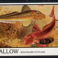 Eynhallow 1982 Fish #04 imperf souvenir sheet (£1 value) unmounted mint