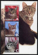 Kosova 2000 Domestic Cats perf sheetlet containing set of 3 values unmounted mint
