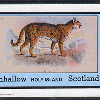 Eynhallow 1982 Wild Cats #1 imperf deluxe sheet (£2 value) unmounted mint