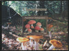 Madagascar 2018 Fungi perf souvenir sheet unmounted mint. Note this item is privately produced and is offered purely on its thematic appeal.