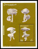 Somalia 2002 Fungi perf m/sheet unmounted mint. Note this item is privately produced and is offered purely on its thematic appeal Michel BL94