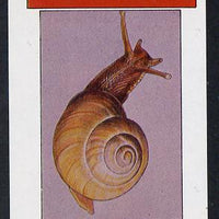Grunay 1982 Snails (Brown Lipped Snail) imperf souvenir sheet (£1 value) unmounted mint