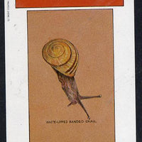 Grunay 1982 Snails (Banded Snail) imperf deluxe sheet (£2 value) unmounted mint
