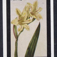 Staffa 1982 Flowers #04 (Corn Flag) imperf souvenir sheet (£1 value) unmounted mint