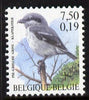 Belgium 2000-01 Birds #4 Grey Shrike 7f50/0.19 Euro dual currency unmounted mint, SG 3542