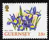 Guernsey 1992-97 Flowers definitive 25p Iris unmounted mint SG 576