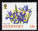 Guernsey 1992-97 Flowers definitive 25p Iris unmounted mint SG 576