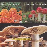 Central African Republic 2017 Fungi imperf sheetlet containing 2 values unmounted mint. Note this item is privately produced and is offered purely on its thematic appeal